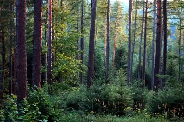Ogólnopolska kampania honorowego krwiodawstwa „Powstanie Warszawskie” – oddaj krew i uczcij pamięć bohaterów
